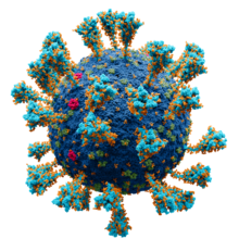 Coronavirus. SARS CoV 2