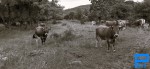 carnet de vaches